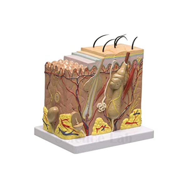 Enlarged Skin Model